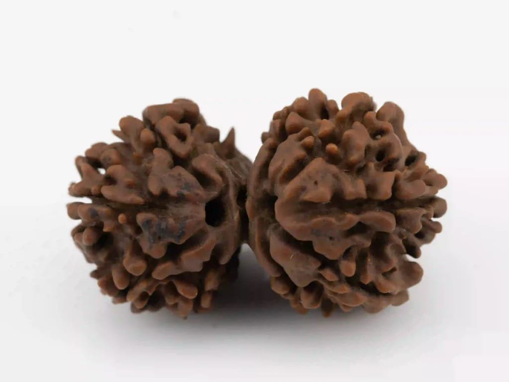 Original Gauri Shankar Rudraksha with two naturally joined segments.