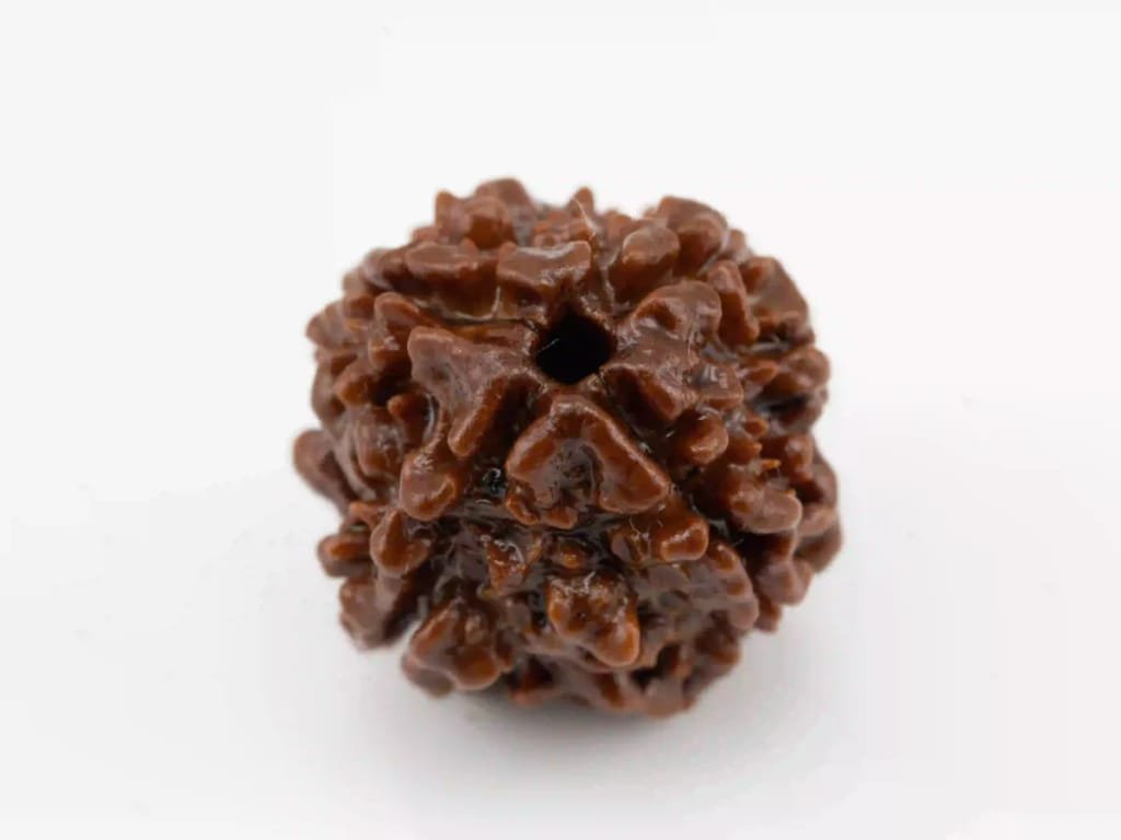 Original 4 Mukhi Nepali Rudraksha bead.