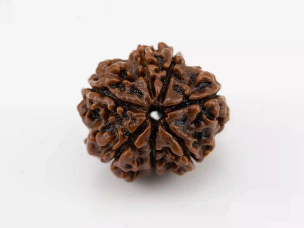 Natural 7 Mukhi Nepali Rudraksha bead for abundance and well-being.