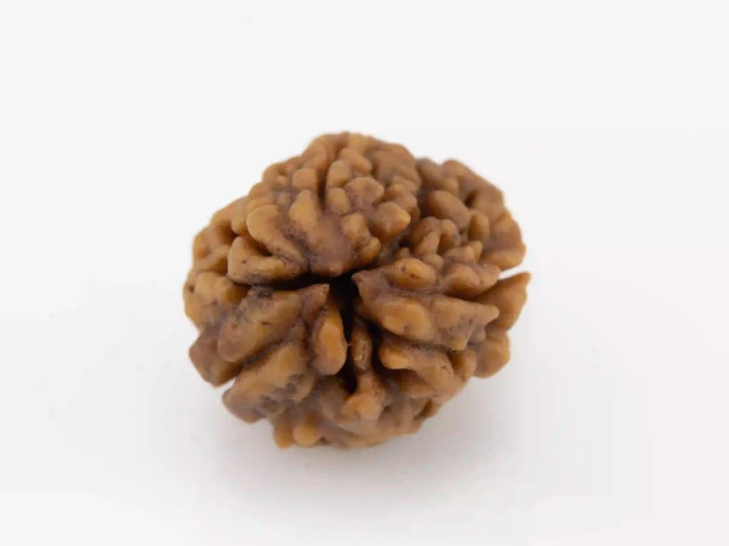 Original 3 Mukhi Nepali Rudraksha bead with natural surface lines.
